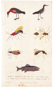 1. Salmon  2. Sanderling  3. Red Sand Piper  4. Comb-footed Savage  5. Turner Savage  6. Mottled Saw-Fly  7. Mourning Saw-Fly 